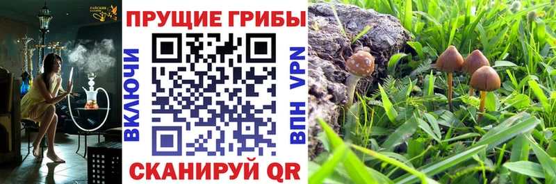 Купить  Можайск  Галлюциногенные грибы Psilocybe 